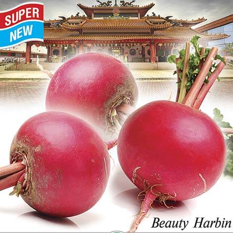 Дайкон  Красавица Харбина  200 семян